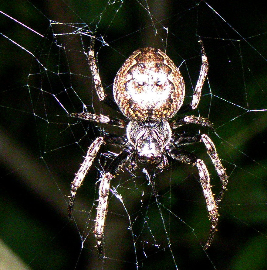 Conferma per Araneidae